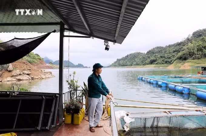 裴世勤家庭是参与沟鲇网箱养殖模式的家庭之一。图自越通社