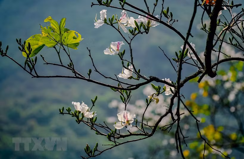 越南西北地区羊蹄甲花绽放迎春