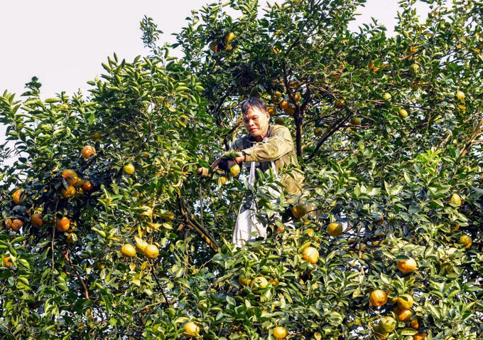 3-cam Ham Yen-quang cuong.jpg