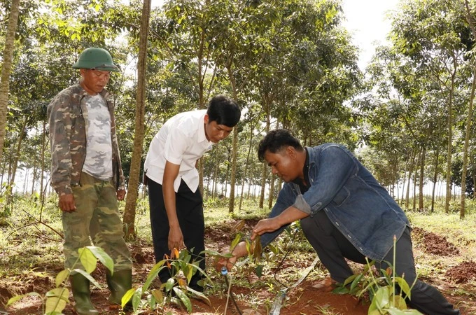石盛（右）分享在橡胶林下种植买麻藤的经验。图自越通社