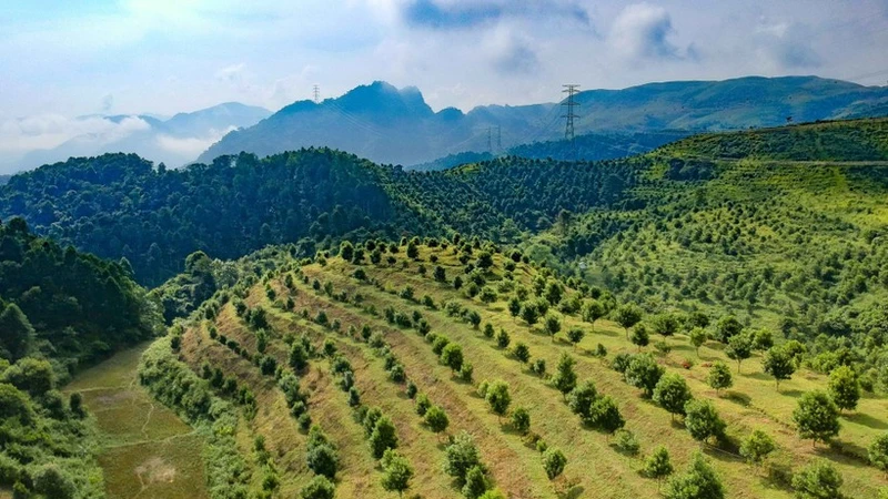 澳洲坚果种植区。图自越通社