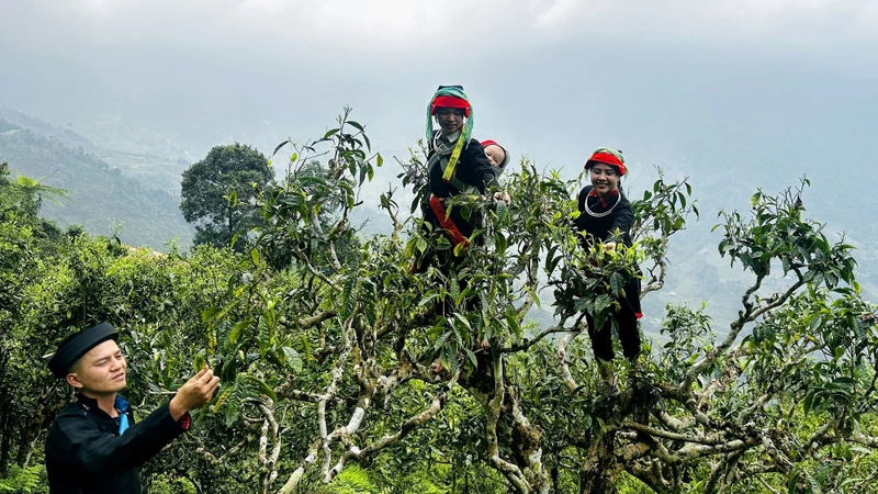 瑶族妇女在西昆岭山顶上采摘春茶。图:德寿