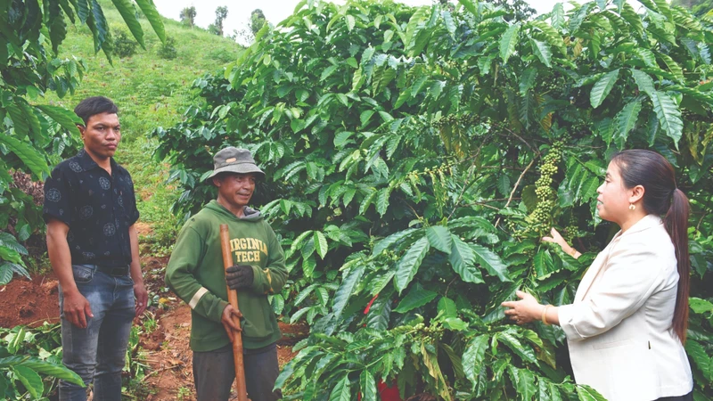 公伯陇县农业干部向民众讲解小果咖啡树的种植技术。