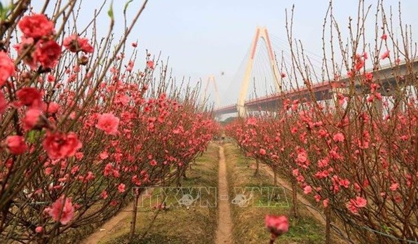桃花的意义