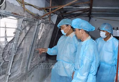 阮春福总理：整个政治系统必须参与非洲猪瘟疫情防范工作