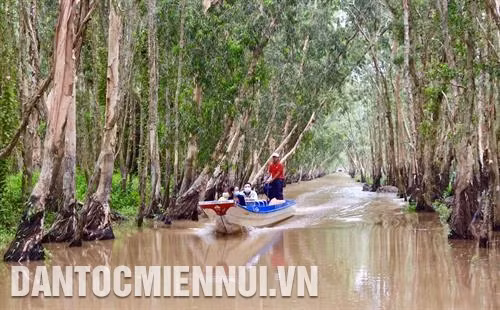 汛期的茶师白千层林