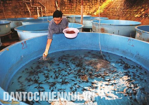 林同省大力发展冷水鱼养殖业