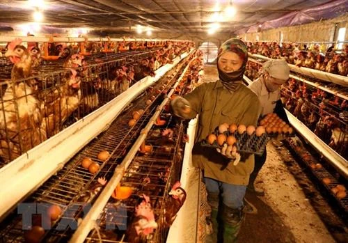 政府总理要求强化H5N1禽流感防控措施