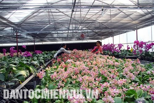 河内市促进高科技花卉种植项目