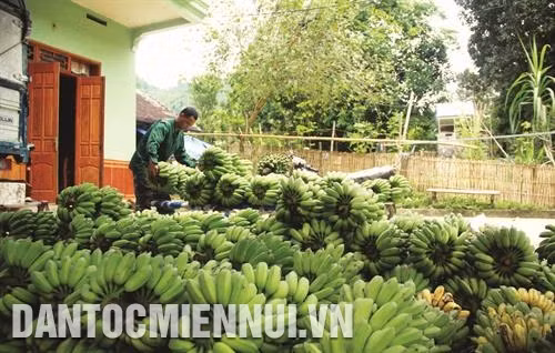芭蕉树帮助宣光省安山县建设乡居民走上致富之路
