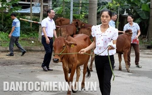河内向山区乡贫困户提供繁殖牛