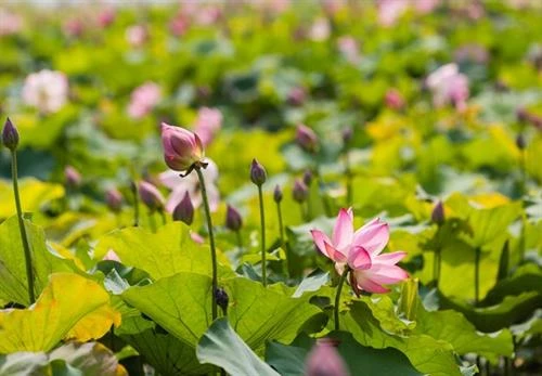 胡志明主席诞辰130周年：荷花塘—胡伯伯家乡旅游文化的亮点