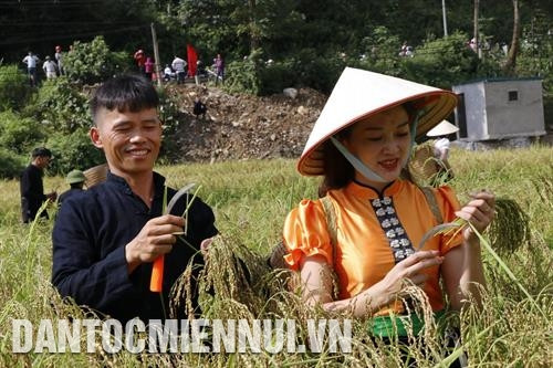 秀丽糯米——安沛省的独有特产