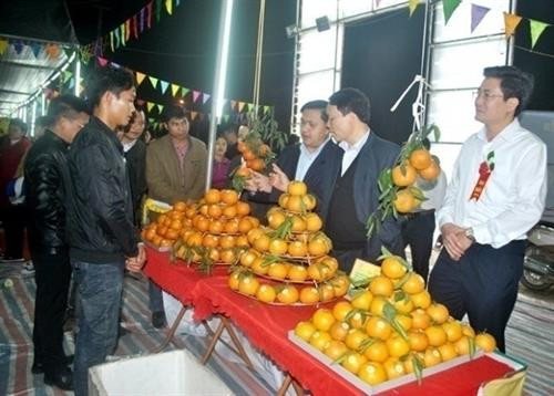 橙子推介周有助于提升河江橙知名度