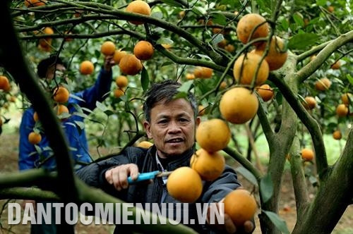 和平省高峰县进入橙子成熟的季节