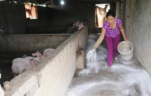 FAO建议越南宣布进入“非洲猪瘟紧急状态”这一消息是不属实