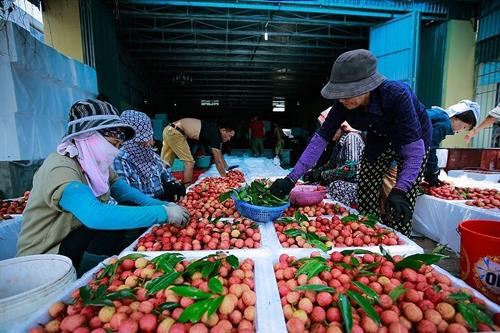 越南北江荔枝远销30多个国家和地区