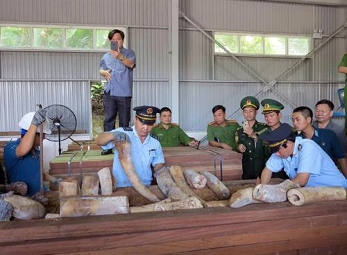 岘港市海关发现有史以来最大一批象牙走私案 查获象牙重达9.1吨 