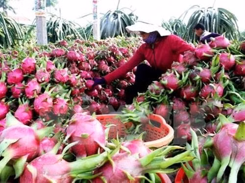 2017年越南蔬果出口额达34.5亿美元 创下新纪录