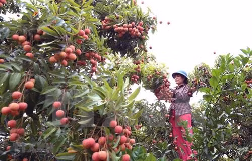 北江省预计5月底将向日本出口首批鲜荔枝