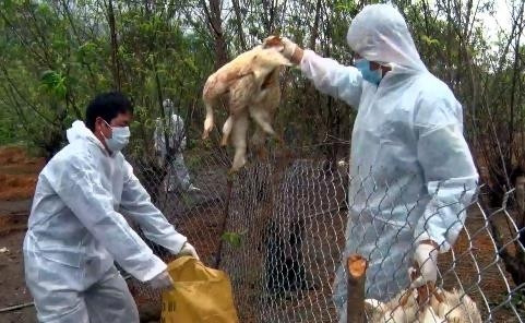 越南对禽流感感染风险提出警告