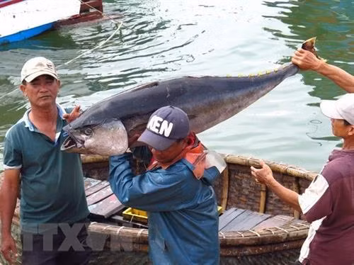 越南中部以南地区沿海各省积极实施《渔业法》并多措并举解除欧盟IUU黄牌警告