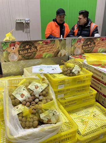 越南龙眼正式与澳大利亚消费者见面
