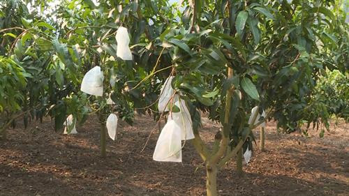 为出口的芒果“穿衣服”