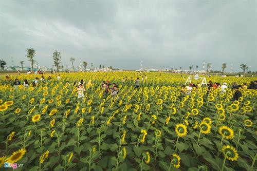 向日葵花田成为胡志明市新颖旅游景点