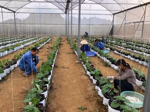 越南种植业力争2019年出口额达210亿美元