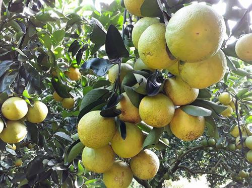 同塔省来翁县蜜橘春节正当采摘时