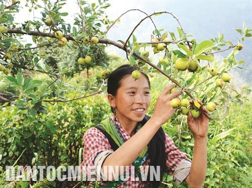 安沛省农民靠种植栘栘𣐿果树摆脱困境