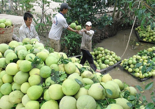 中国市场对越南九龙江三角洲地区绿皮柚需求猛增