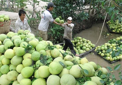 中国市场对越南九龙江三角洲地区绿皮柚需求猛增
