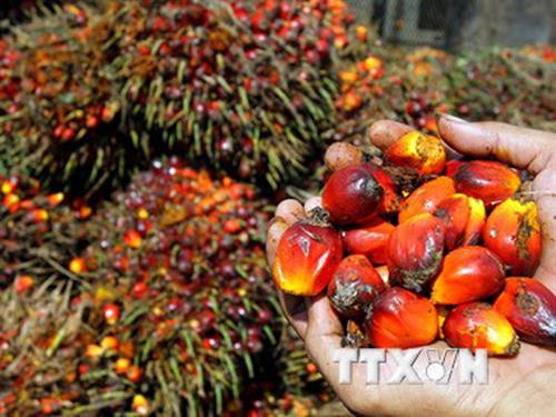 马来西亚棕榈油需求量猛增