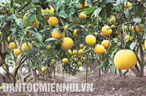 河内市特色农作物种类较多
