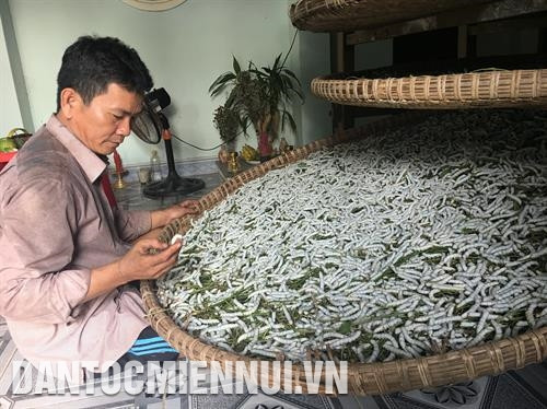 广南省农山县农民恢复种桑养蚕业