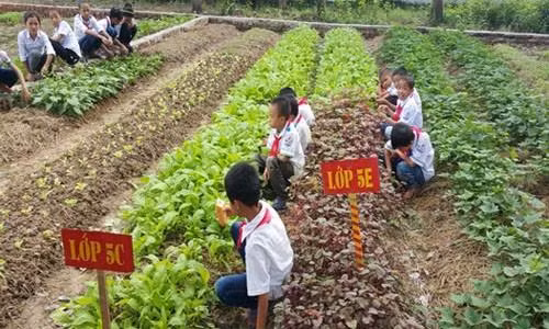 校园农场模式让学生吃得放心吃得开心