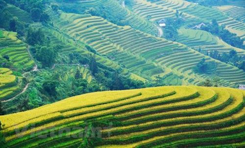 黄树肥正当金秋时节 吸引国内外游客前来游览