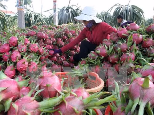 2020年1月越南蔬果出口额猛降20.6%