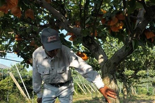 新加坡解除对日本福岛县产食品的进口禁令