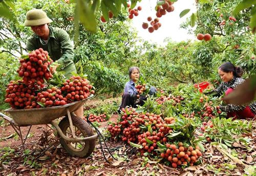 为越南新鲜荔枝出口日本排忧解难