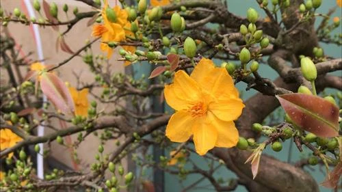 平定省梅花之都积极备战春节鲜花绿植受青睐