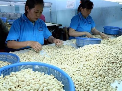 加工腰果。图自越通社