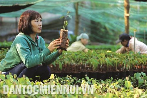 邦美蜀市艾修乡第四村村民朱氏娟家庭的胡椒种苗园。
