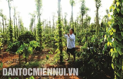 在胡椒树种植面积不断扩大的情况下，近期得乐省已多措并举来控制胡椒树种植面积扩大，呼吁投资和将科技应用于胡椒栽培。