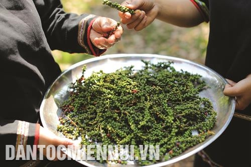 格昆胡椒质量日益提高，在市场上站稳脚跟。