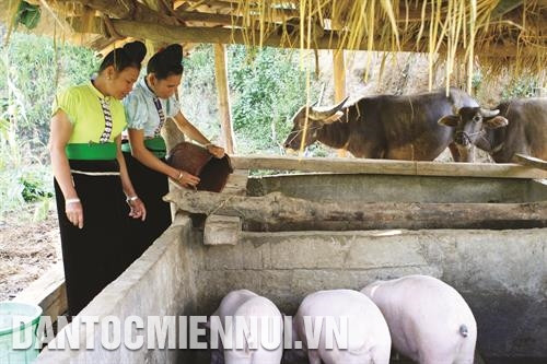 站奏县多户傣族家庭获优惠贷款用于畜牧养殖,带来高经济效益。 站奏县多户傣族家庭获优惠贷款用于畜牧养殖,带来高经济效益。