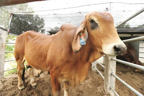 便捷好用的小型秸秆打印机。 河内家畜种苗股份公司公牛数量约10-15只。每年可产出20万剂，在提供精液确保肉牛养殖发展方面完全能自主。