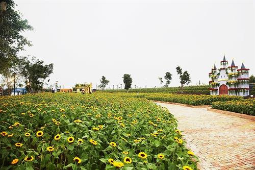 炫彩花色奇观节景色。（图片来源：laodong.vn）